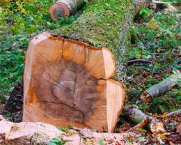 Holzstamm aus einheimischen Wäldern