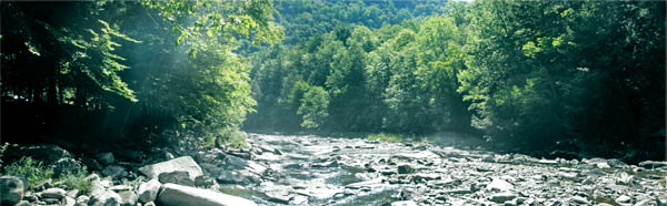 Philosophie - Fluss im Wald